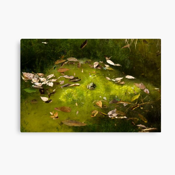 Autumn Frog 3 Canvas Print