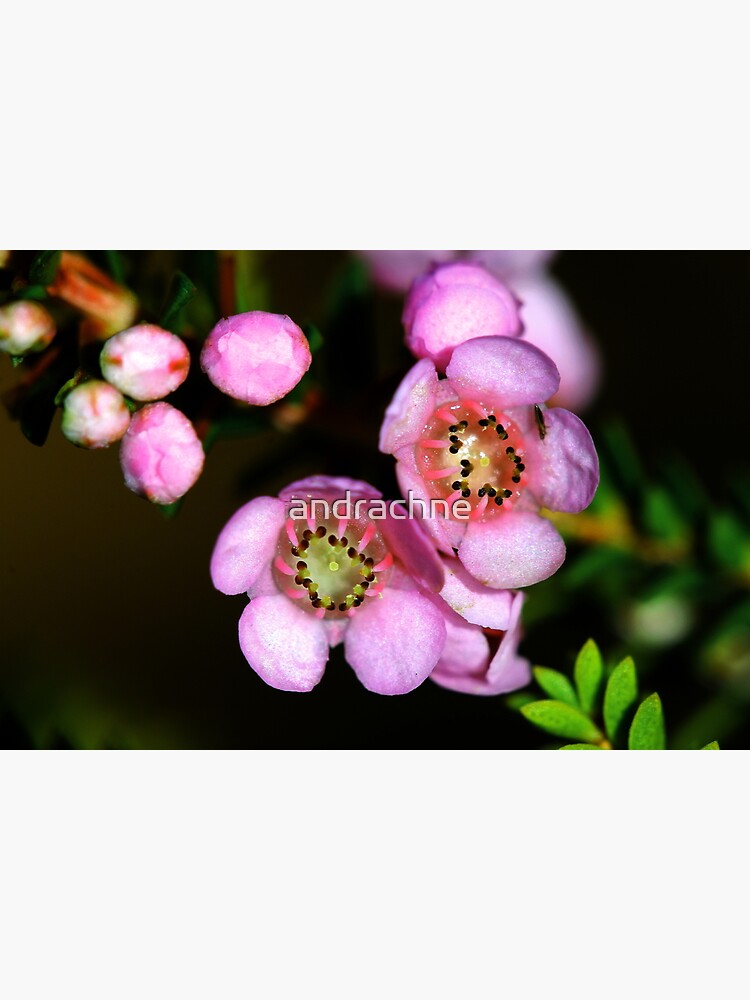 Thryptomene hyporhytis by andrachne
