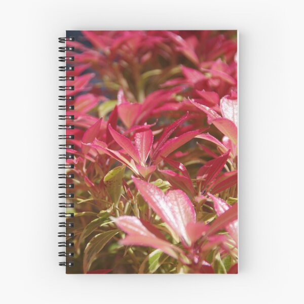 Item preview, Pieris japonica Little Heath designed and sold by lezvee.