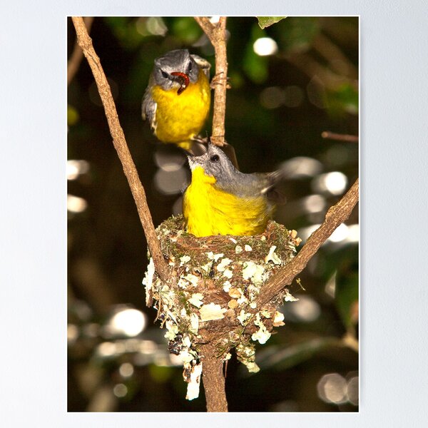 Item preview, Eastern Yellow Robins, Lamington NP, Autsralia designed and sold by David Woolcock.
