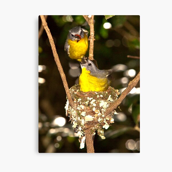 Eastern Yellow Robins, Lamington NP, Autsralia Canvas Print