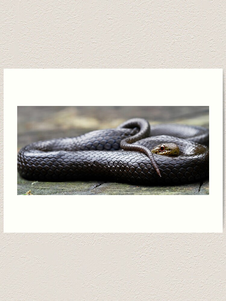 "Black-Bellied Swamp Snake, Hemiaspis signata" Art Print for Sale by ...