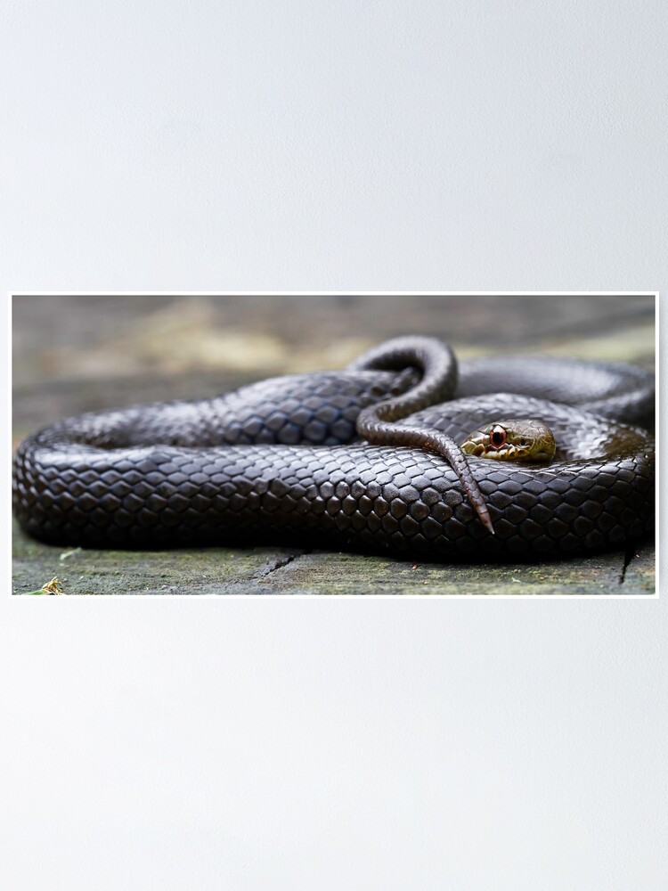 "Black-Bellied Swamp Snake, Hemiaspis signata" Poster for Sale by Normf ...
