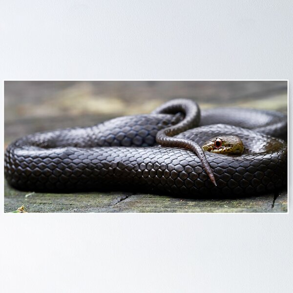 Item preview, Black-Bellied Swamp Snake, Hemiaspis signata designed and sold by Normf.