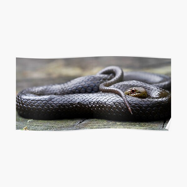 "Black-Bellied Swamp Snake, Hemiaspis signata" Poster for Sale by Normf ...
