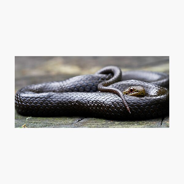 Item preview, Black-Bellied Swamp Snake, Hemiaspis signata designed and sold by Normf.