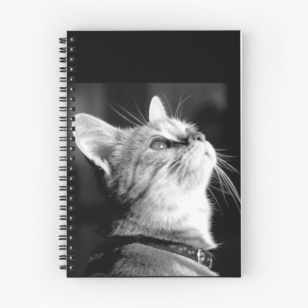 Item preview, a dear little kitten designed and sold by Clare Colins.
