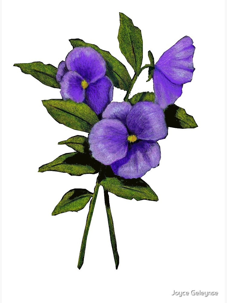 Tarjetas de felicitación «Purple Pansies: Dibujo a lápiz original en color,  Flores» de Joyce | Redbubble