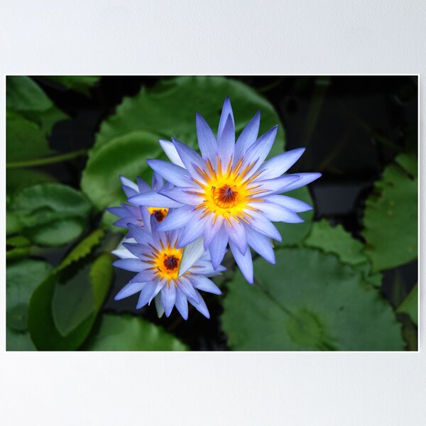Water Lily Poster