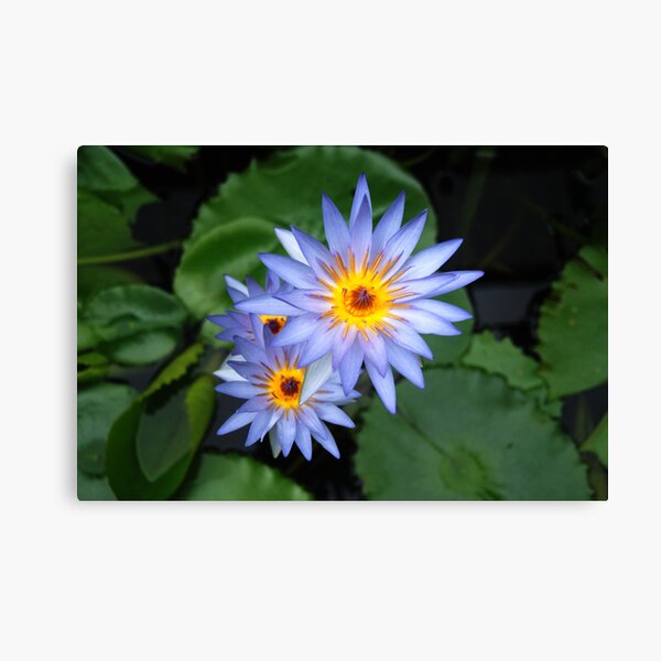 Water Lily Canvas Print