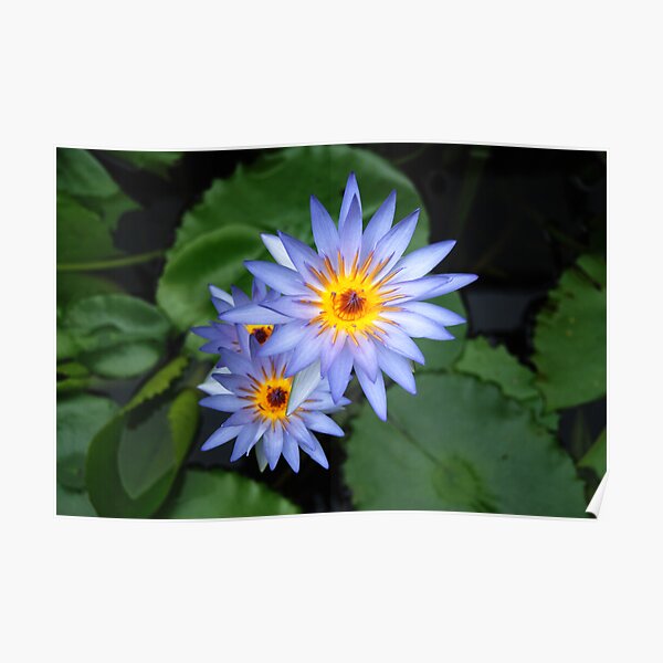 Water Lily Poster