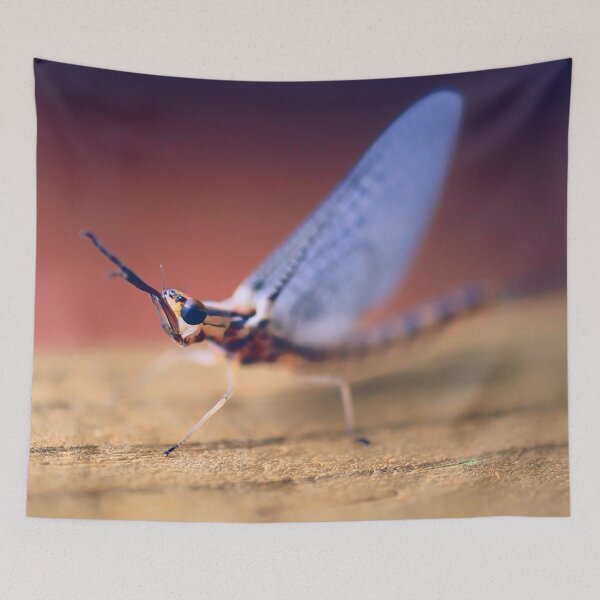 Item preview, Ephemeral - A Cutie designed and sold by Yannik Hay.