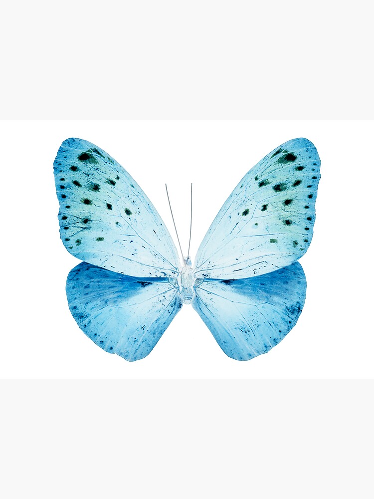 MISS BUTTERFLY EUPLOEA X-RAY White Edition by HUGONNARD