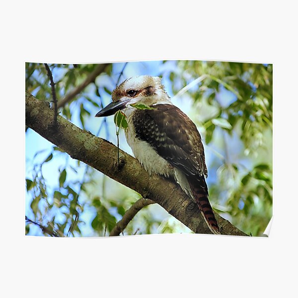 Kookaburra >> Poster