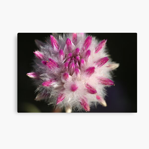 Item preview, Gomphrena affinis subsp. pilbarensis designed and sold by andrachne.