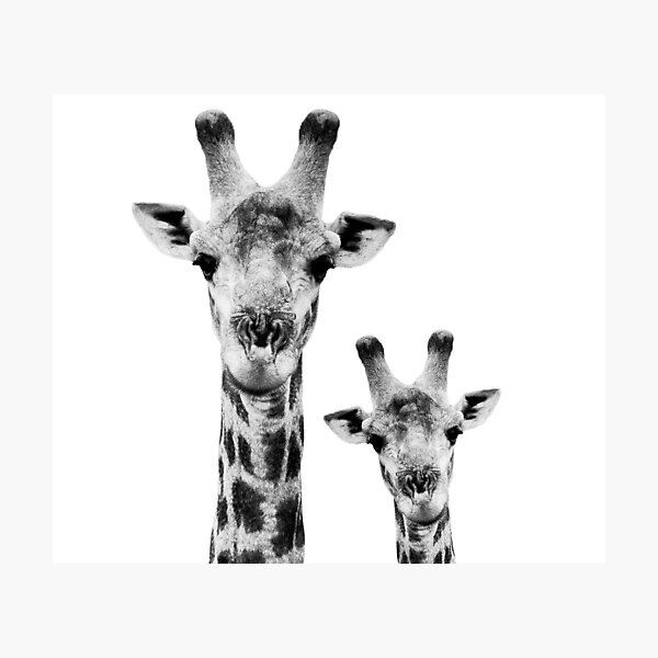 SAFARI PROFILE - GIRAFFES WHITE EDITION Photographic Print