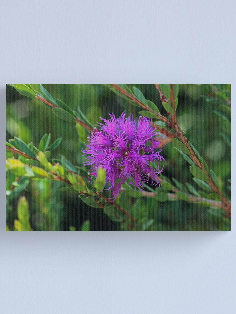 Alternate view of Melaleuca thymifolia Canvas Print