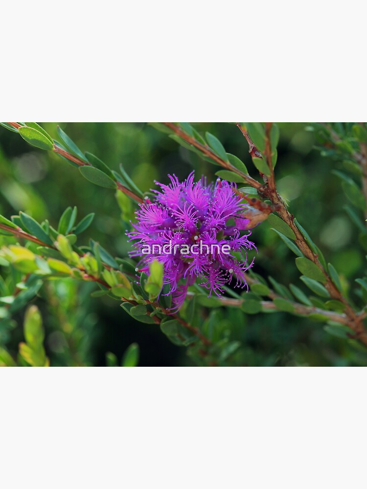 Melaleuca thymifolia by andrachne
