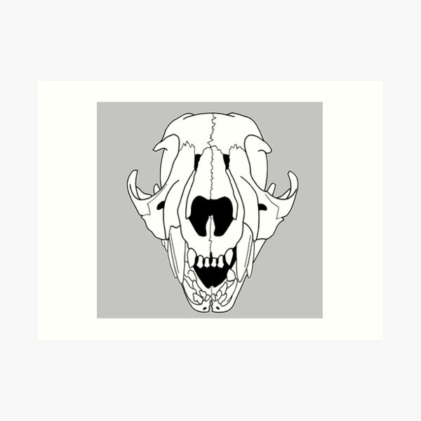 Baby Cougar Mountain Lion Skull Art Print By Rootinspiration Redbubble