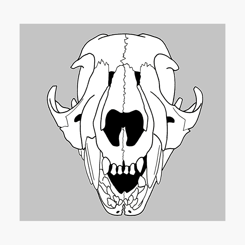 Baby Cougar Skull Baby Teeth Non Transparent Line Art Metal Print By Rootinspiration Redbubble