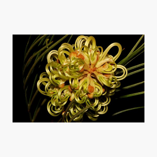 Item preview, grevillea hodgei designed and sold by andrachne.
