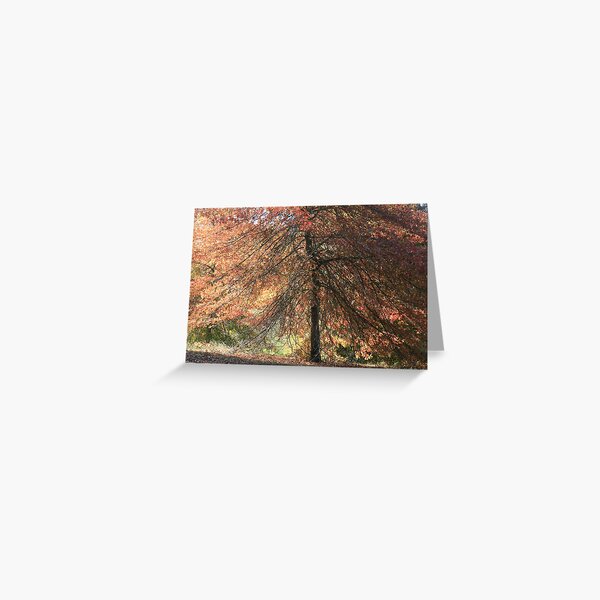 Autumn blaze, Mount Lofty Botanical Gardens,S.A. Greeting Card