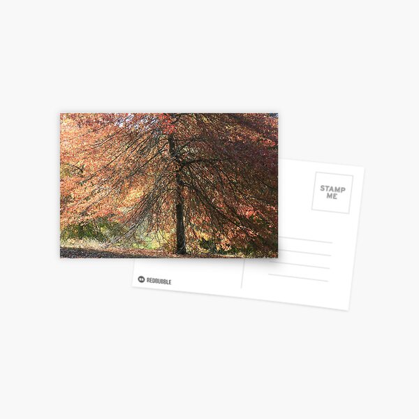 Autumn blaze, Mount Lofty Botanical Gardens,S.A. Postcard