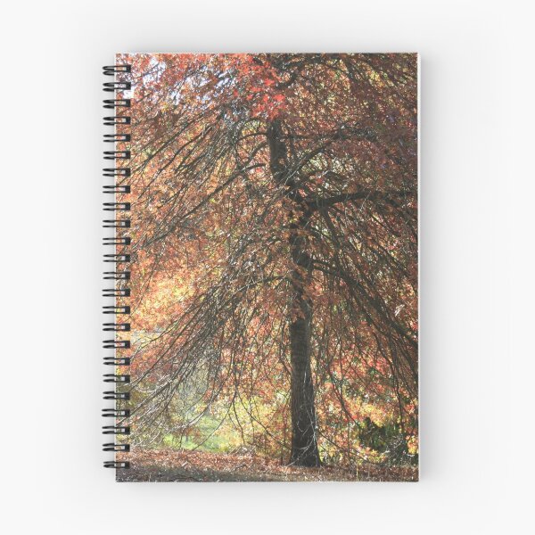 Item preview, Autumn blaze, Mount Lofty Botanical Gardens,S.A. designed and sold by elphonline.