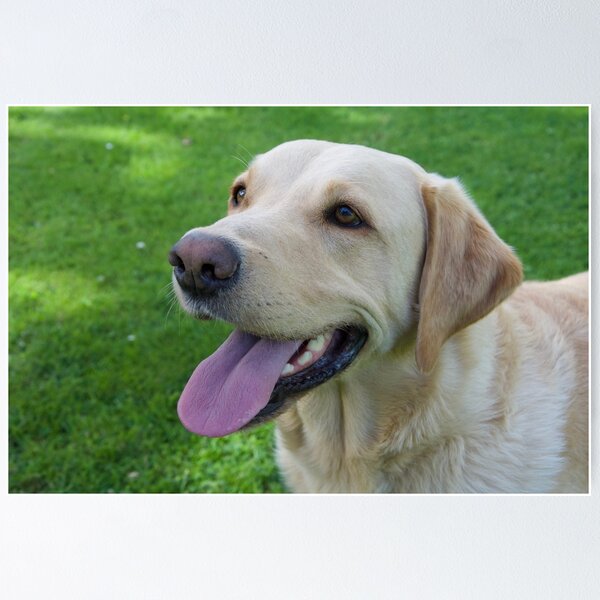 Item preview, Golden Labrador retriever Male photo designed and sold by bizzielizzieart.
