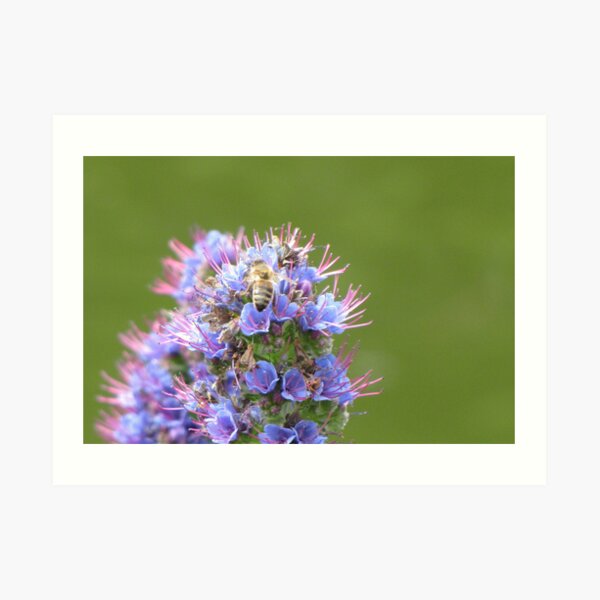 Buzzing about with purple and green Art Print