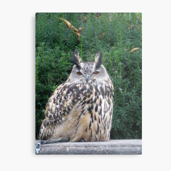 Item preview, Eagle Owl designed and sold by BabyM2.