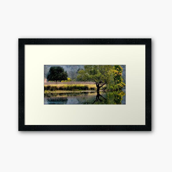 Bedlam Creek Wattle - NSW Australia Framed Art Print