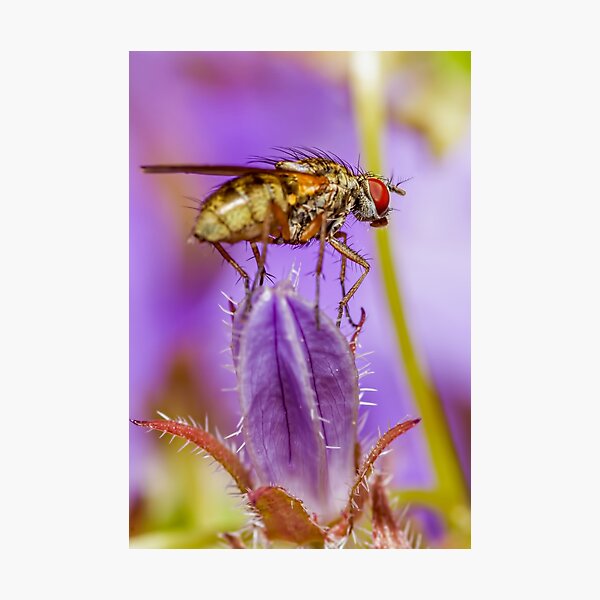Item preview, Fly designed and sold by Gary Chadbond Photography.