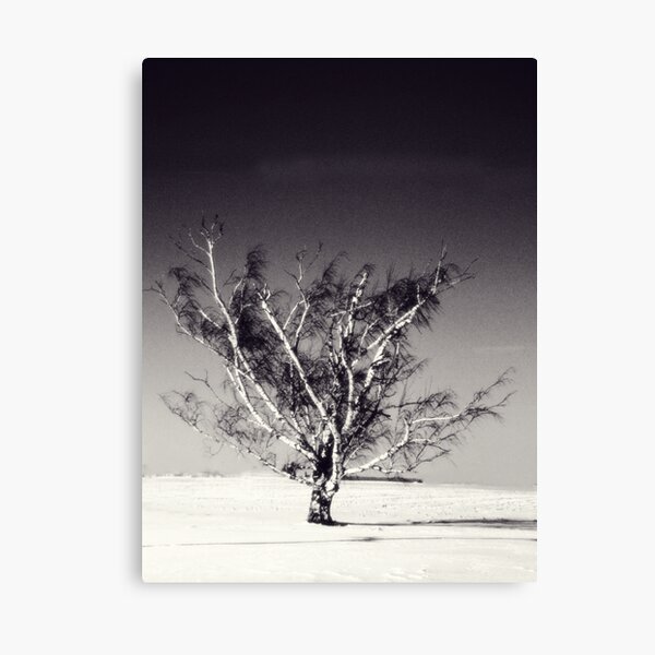 Birch In Winter Wauseon Ohio Canvas Print