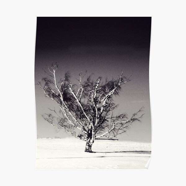 Birch In Winter Wauseon Ohio Poster