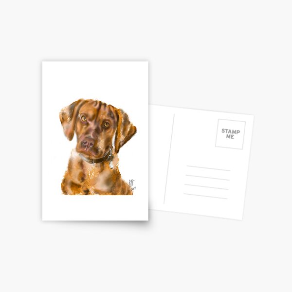 A Vizsla Puppy Postcard