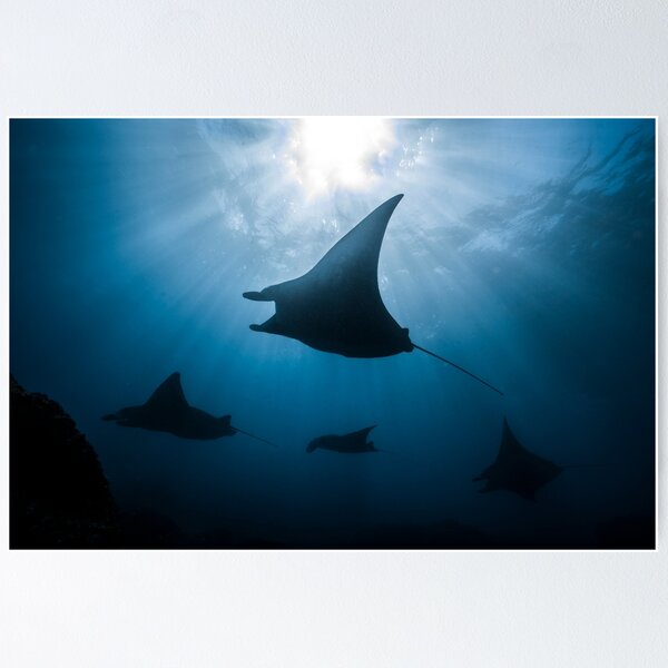 Item preview, Manta Rays  designed and sold by Ollieunderwater.