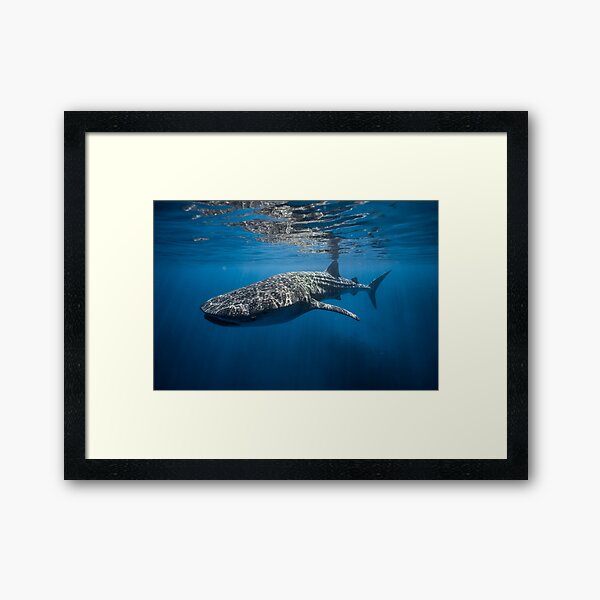 Aperçu de l'œuvre Requin baleine créée et vendue par Ollieunderwater.