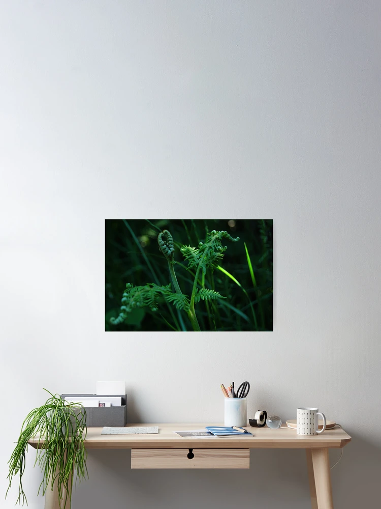 Thumbnail 2 of 3, Poster, Fiddle Head Ferns designed and sold by Rees Adams.