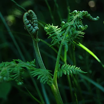 Artwork thumbnail, Fiddle Head Ferns by Rees Adams