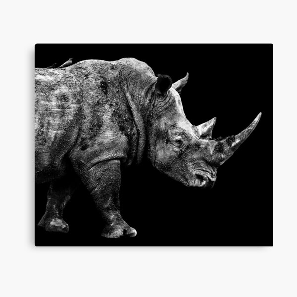SAFARI PROFILE - RHINO BLACK EDITION Canvas Print