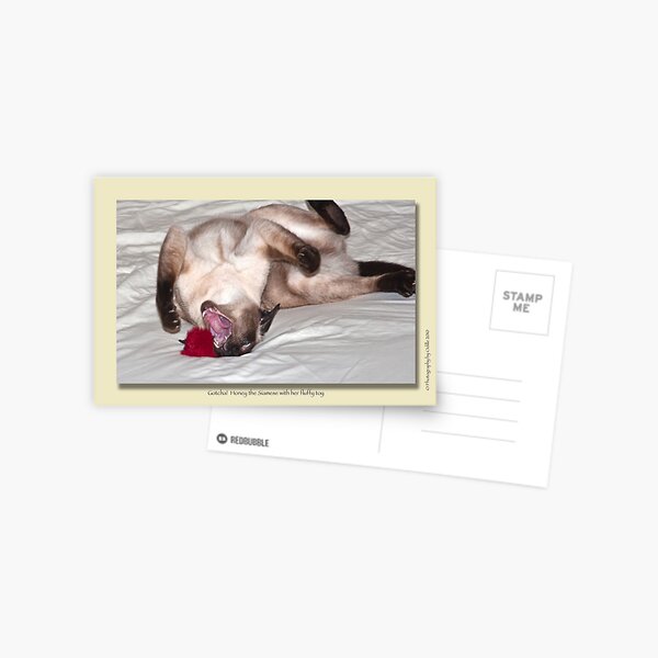 cat calendar #10 Gotcha! Postcard