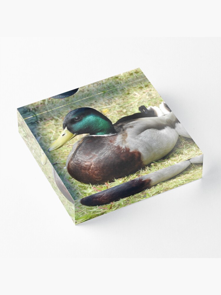 Alternate view of Mallard Duck Acrylic Block