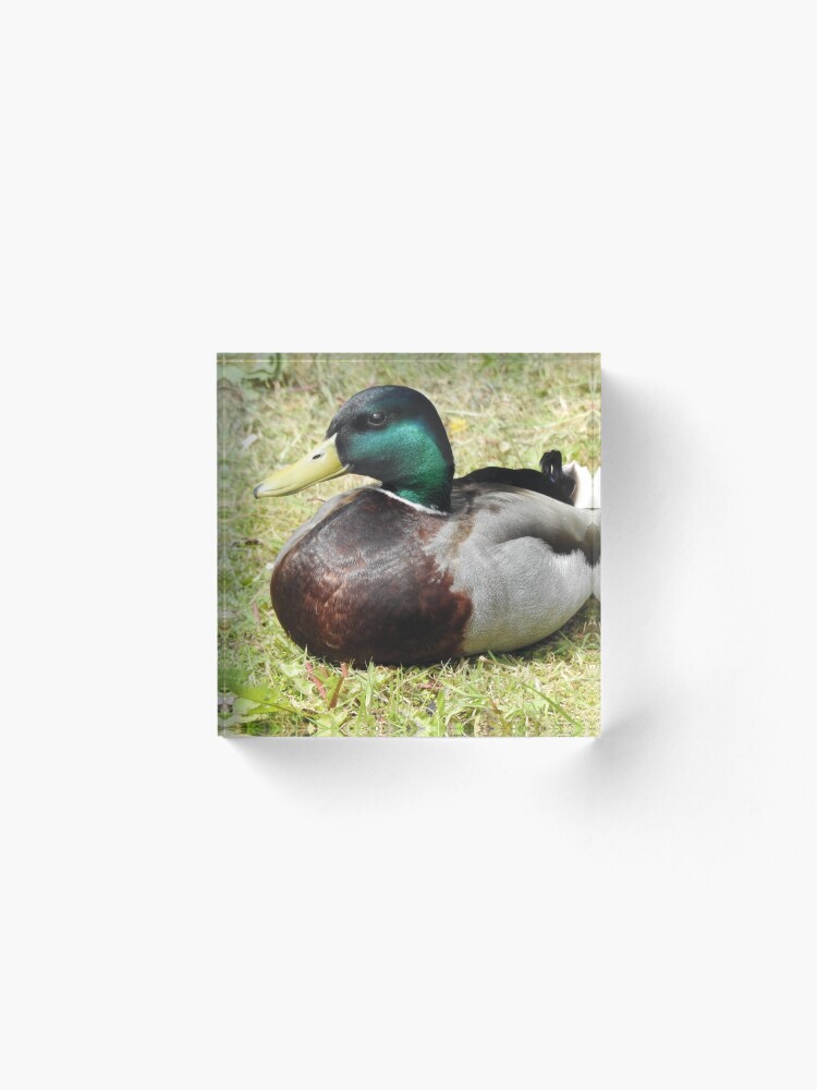 Alternate view of Mallard Duck Acrylic Block