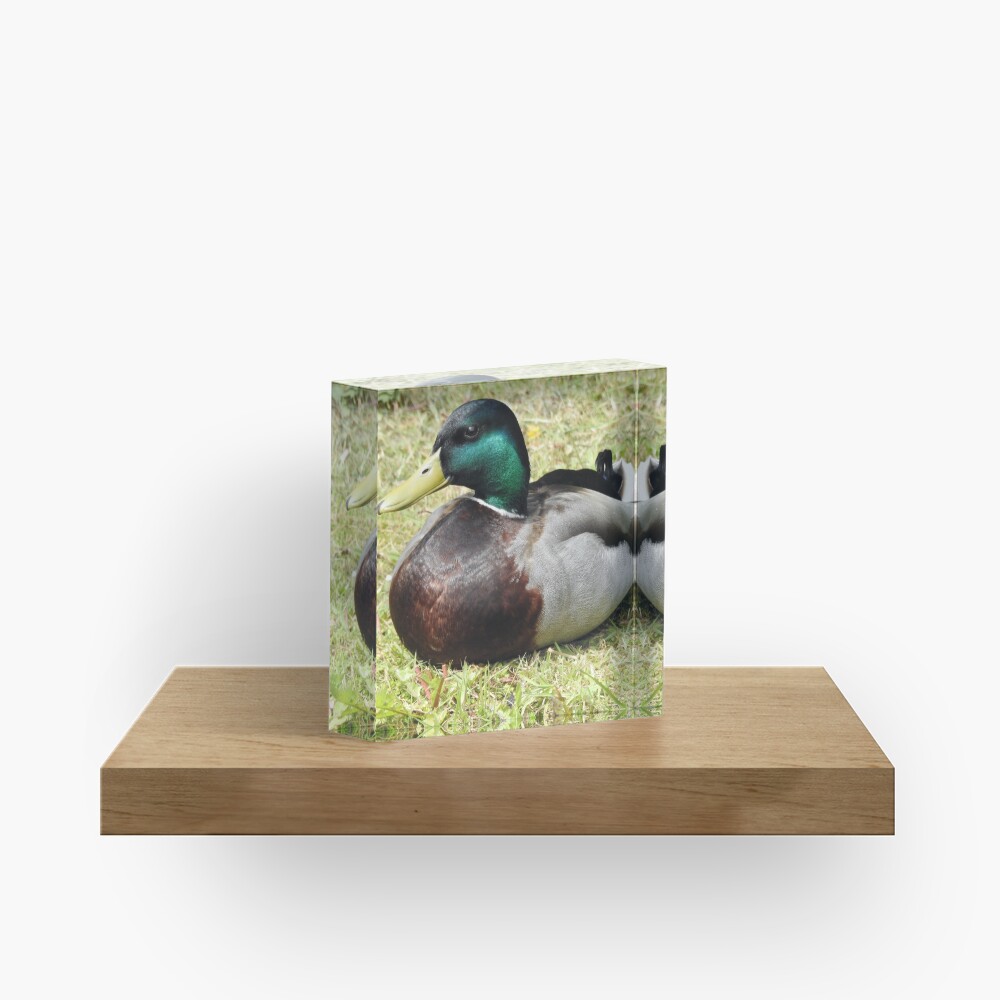 Mallard Duck Acrylic Block