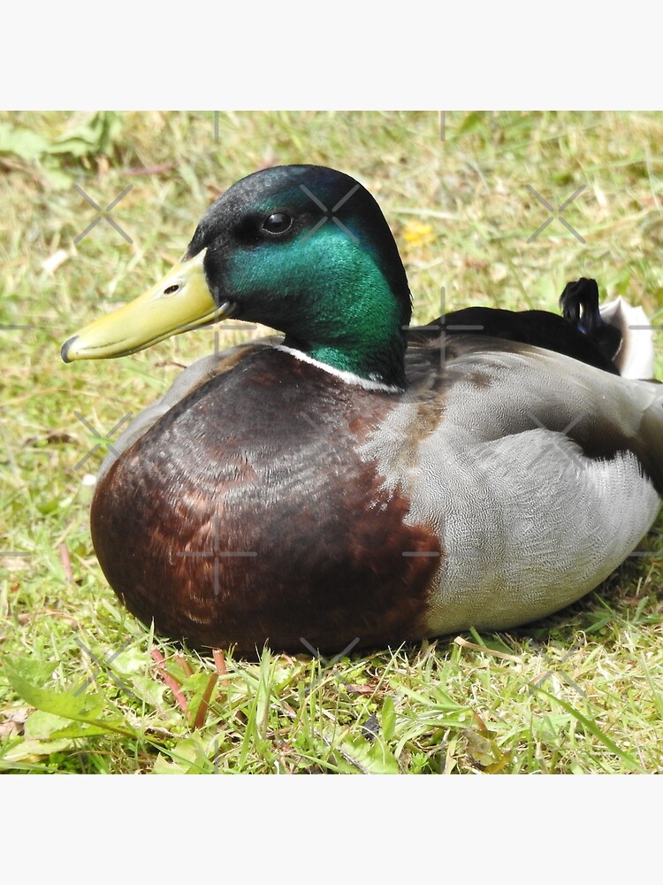Mallard Duck by tribbledesign