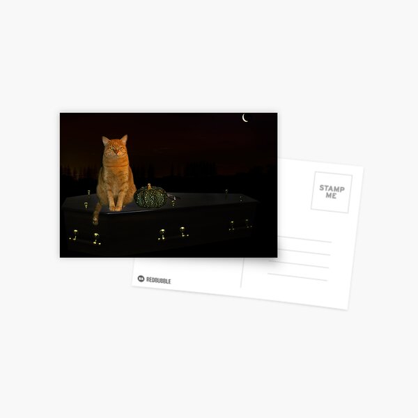 Halloween cat! Postcard