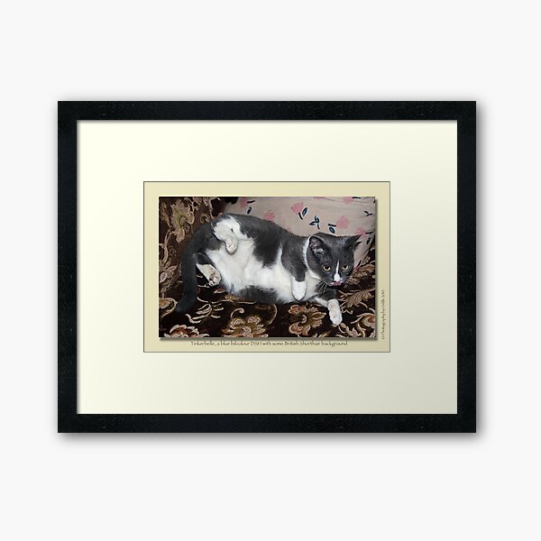 Cat calendar image #3 Tinkerbelle Framed Art Print
