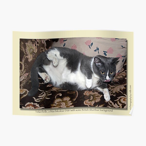 Cat calendar image #3 Tinkerbelle Poster