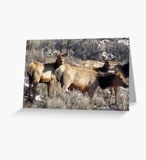 Elk Cows and Calves Greeting Card